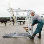 cattle crush supplier