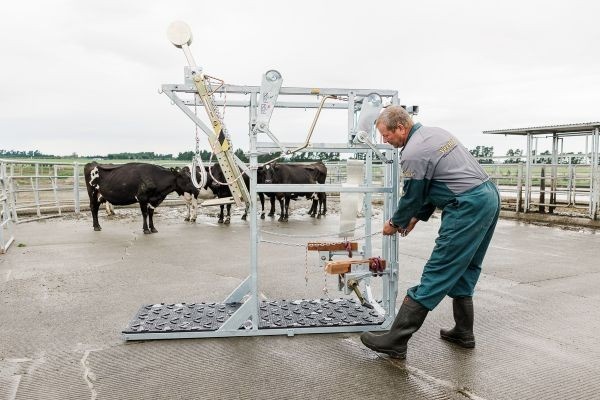 cattle crush supplier